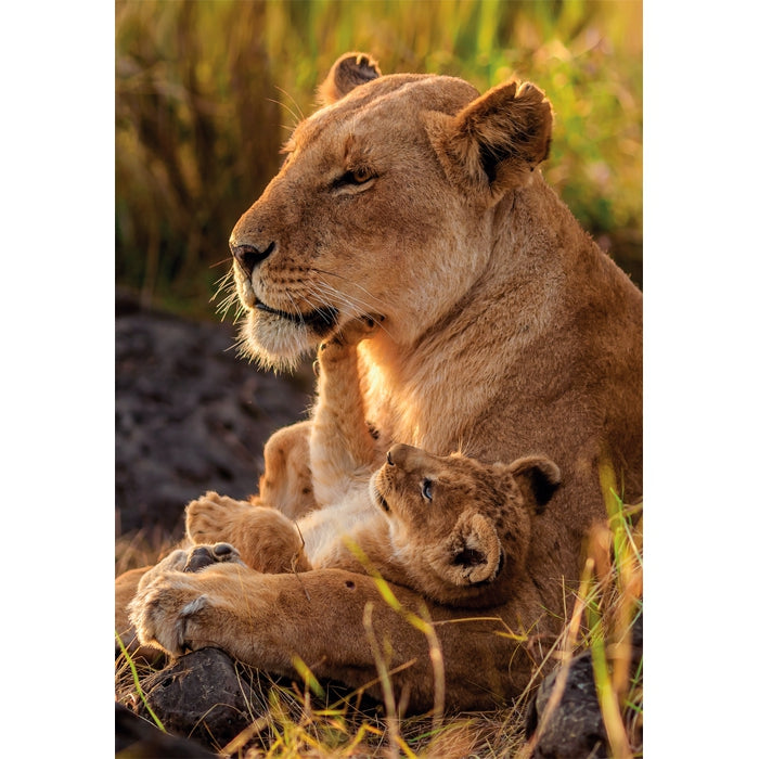 clementoni-feline-love-puzzle-500-teile image 2