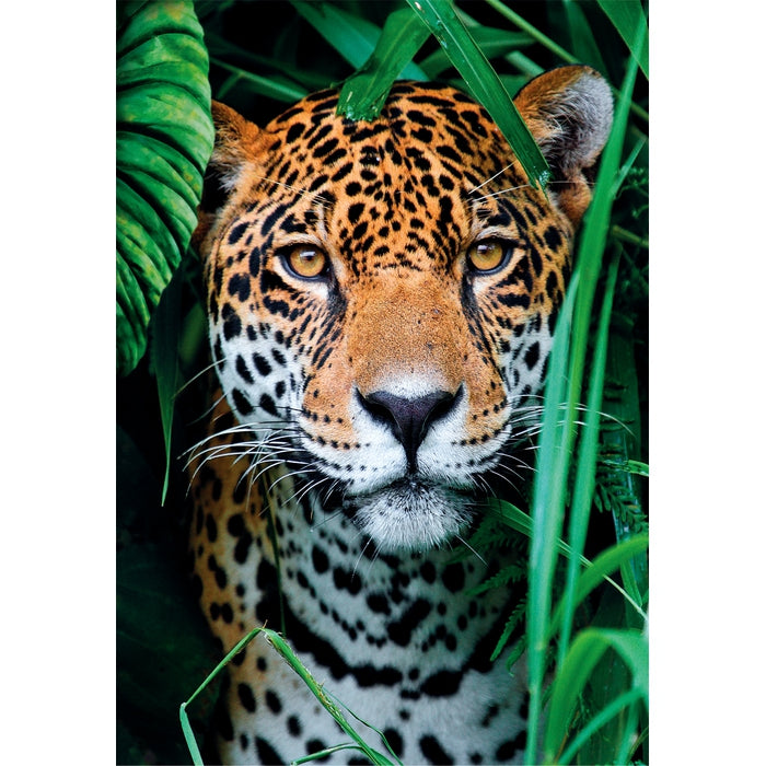 clementoni-jaguar-in-the-jungle-puzzle-500-teile image 2